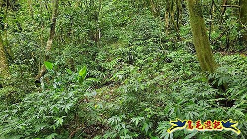 泰平國小-溪尾寮山-東柑腳山（後寮山）-風口鞍部(埡口)下崩山坑古道 (28).jpg