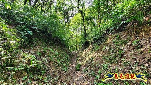 泰平國小-溪尾寮山-東柑腳山（後寮山）-風口鞍部(埡口)下崩山坑古道 (33).jpg