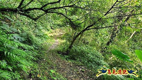 泰平國小-溪尾寮山-東柑腳山（後寮山）-風口鞍部(埡口)下崩山坑古道 (40).jpg