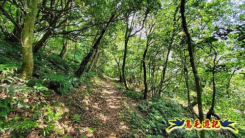 泰平國小-溪尾寮山-東柑腳山（後寮山）-風口鞍部(埡口)下崩山坑古道 (42).jpg