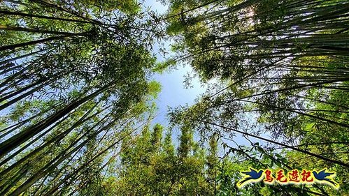 泰平國小-溪尾寮山-東柑腳山（後寮山）-風口鞍部(埡口)下崩山坑古道 (46).jpg