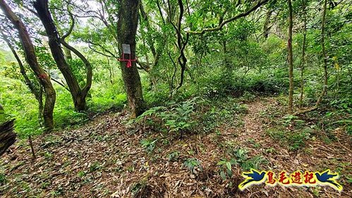 興福寮步道-糞箕湖古道右左線-新向天池山西南稜-向天池山-向天池P形 (8).jpg