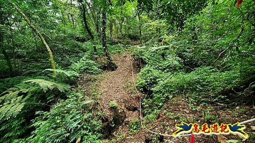 興福寮步道-糞箕湖古道右左線-新向天池山西南稜-向天池山-向天池P形 (12).jpg