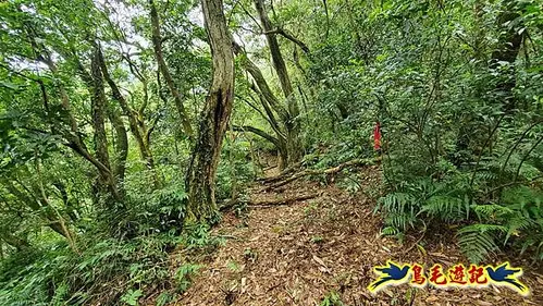 興福寮步道-糞箕湖古道右左線-新向天池山西南稜-向天池山-向天池P形 (11).jpg