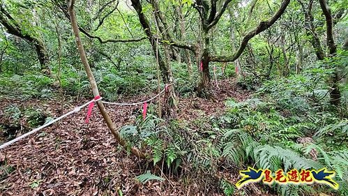 興福寮步道-糞箕湖古道右左線-新向天池山西南稜-向天池山-向天池P形 (21).jpg