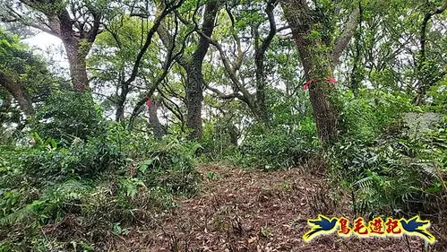 興福寮步道-糞箕湖古道右左線-新向天池山西南稜-向天池山-向天池P形 (24).jpg