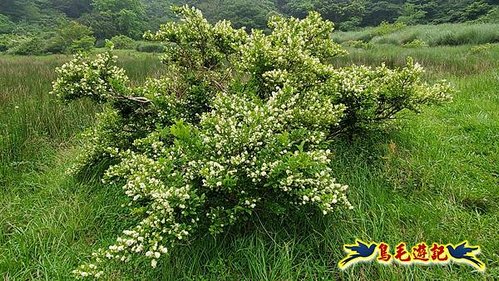 興福寮步道-糞箕湖古道右左線-新向天池山西南稜-向天池山-向天池P形 (37).jpg