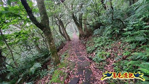 興福寮步道-糞箕湖古道右左線-新向天池山西南稜-向天池山-向天池P形 (39).jpg