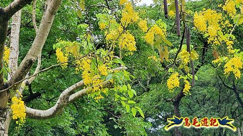 大安森林公園鳳凰花黃金雨阿勃勒 (3).jpg