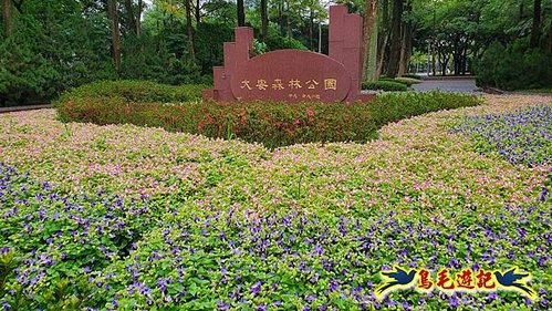 大安森林公園鳳凰花黃金雨阿勃勒 (1).jpg