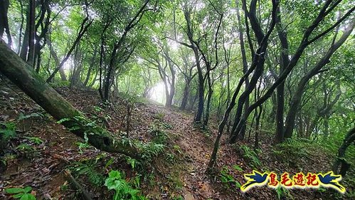 聖人橋-頂山溪山(頂山南峰)-瑪蕃山O形 (13).jpg