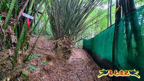 聖人橋-頂山溪山(頂山南峰)-瑪蕃山O形 (40).jpg