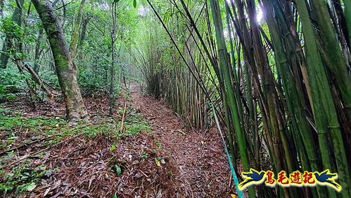 聖人橋-頂山溪山(頂山南峰)-瑪蕃山O形 (37).jpg