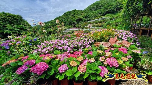 竹子湖曹家花田香繡球花爆開 (4).jpg