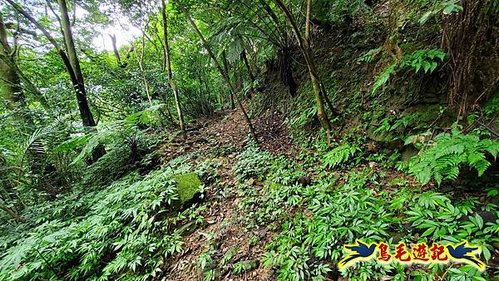 汐止文山茶莊-白雲國小上學路-白雲古道 (46).jpg