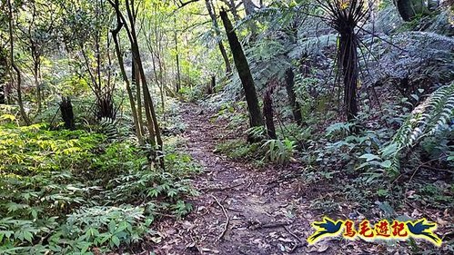 雙溪溝古道-石門嶺古道-內雙溪山8形 (8).jpg