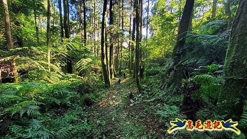 雙溪溝古道-石門嶺古道-內雙溪山8形 (16).jpg