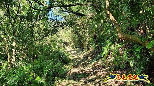 雙溪溝古道-石門嶺古道-內雙溪山8形 (29).jpg