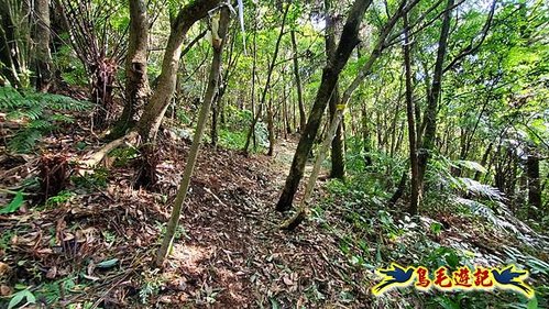 雙溪溝古道-石門嶺古道-內雙溪山8形 (35).jpg