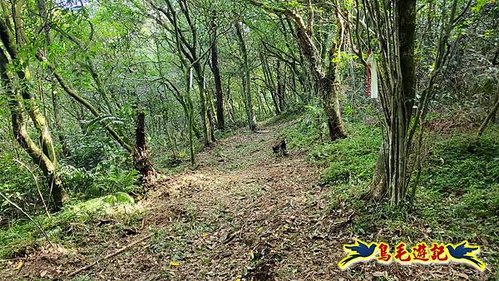 雙溪溝古道-石門嶺古道-內雙溪山8形 (37).jpg