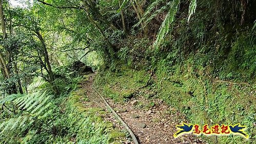 虎豹潭古道-大平山山腰古道-大石下土地公-水泥橋四叉路-大水窟土地公-芊蓁坑溪畔古道-樓仔厝古道8形 (9).jpg