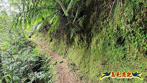 虎豹潭古道-大平山山腰古道-大石下土地公-水泥橋四叉路-大水窟土地公-芊蓁坑溪畔古道-樓仔厝古道8形 (21).jpg