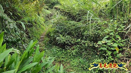 虎豹潭古道-大平山山腰古道-大石下土地公-水泥橋四叉路-大水窟土地公-芊蓁坑溪畔古道-樓仔厝古道8形 (32).jpg