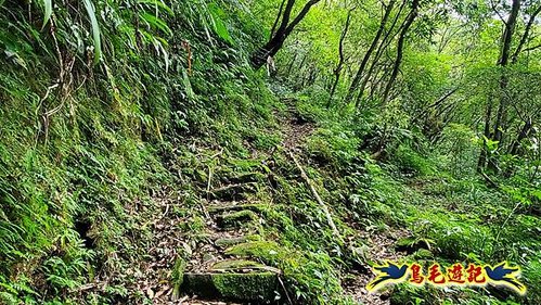 虎豹潭古道-大平山山腰古道-大石下土地公-水泥橋四叉路-大水窟土地公-芊蓁坑溪畔古道-樓仔厝古道8形 (37).jpg