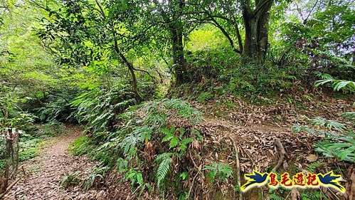 虎豹潭古道-大平山山腰古道-大石下土地公-水泥橋四叉路-大水窟土地公-芊蓁坑溪畔古道-樓仔厝古道8形 (38).jpg