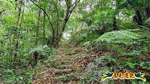 虎豹潭古道-大平山山腰古道-大石下土地公-水泥橋四叉路-大水窟土地公-芊蓁坑溪畔古道-樓仔厝古道8形 (42).jpg