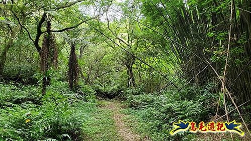 虎豹潭古道-大平山山腰古道-大石下土地公-水泥橋四叉路-大水窟土地公-芊蓁坑溪畔古道-樓仔厝古道8形 (41).jpg