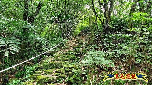 虎豹潭古道-大平山山腰古道-大石下土地公-水泥橋四叉路-大水窟土地公-芊蓁坑溪畔古道-樓仔厝古道8形 (57).jpg