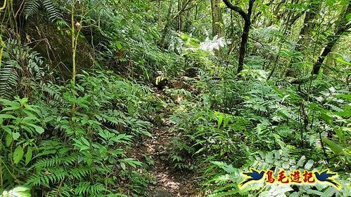 虎豹潭古道-大平山山腰古道-大石下土地公-水泥橋四叉路-大水窟土地公-芊蓁坑溪畔古道-樓仔厝古道8形 (81).jpg