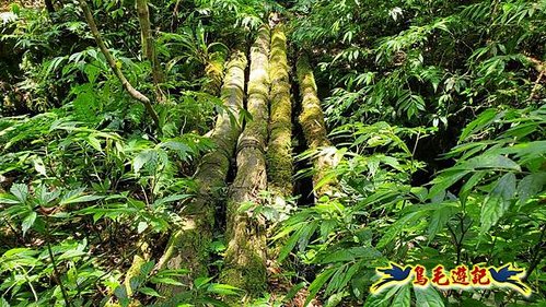 虎豹潭古道-大平山山腰古道-大石下土地公-水泥橋四叉路-大水窟土地公-芊蓁坑溪畔古道-樓仔厝古道8形 (80).jpg