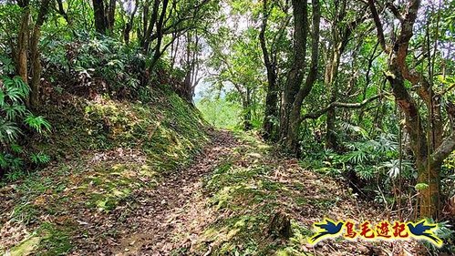 虎豹潭古道-大平山山腰古道-大石下土地公-水泥橋四叉路-大水窟土地公-芊蓁坑溪畔古道-樓仔厝古道8形 (90).jpg