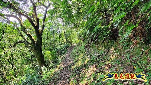 虎豹潭古道-大平山山腰古道-大石下土地公-水泥橋四叉路-大水窟土地公-芊蓁坑溪畔古道-樓仔厝古道8形 (86).jpg