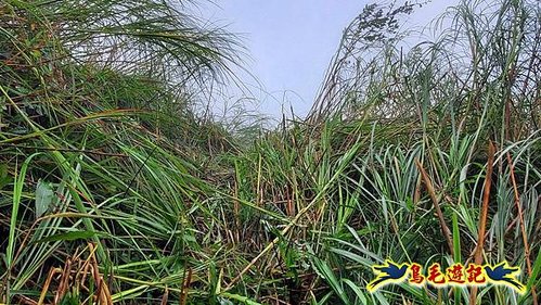 明山寺-鶯石尖觀景臺-鶯石尖-525峰-外大溪山O形 (23).jpg