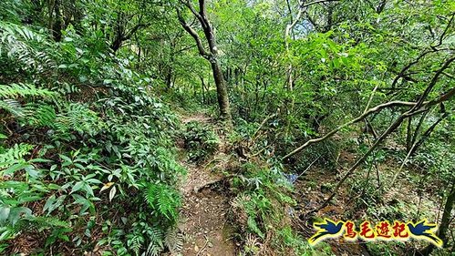 坪頂古圳步道-內雙溪古道-後湖底溪古道-擎天崗 (31).jpg