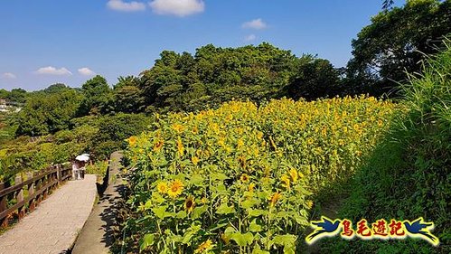 貓空樟樹步道向日葵花海-樟山寺-石獅腳步道-拖板嶺步道O形 (4).jpg
