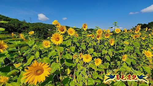 貓空樟樹步道向日葵花海-樟山寺-石獅腳步道-拖板嶺步道O形 (3).jpg