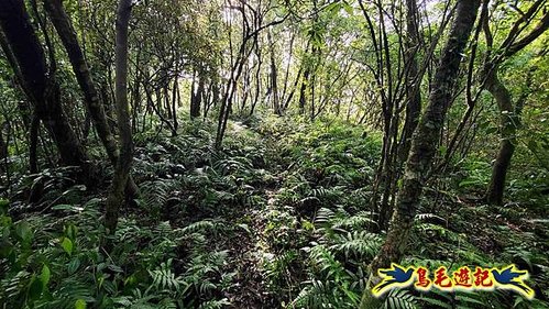 壽山宮稜線630鞍竹子山十三茶行鄒家古厝虎豹潭溪畔步道O形 (15).jpg