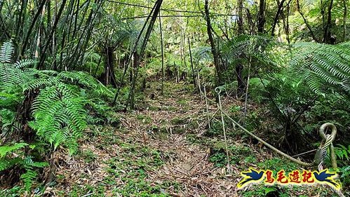 玉桂嶺山-伏獅山-竿蓁坑茶販古道-紫東‧東勢格產道O形 (5).jpg