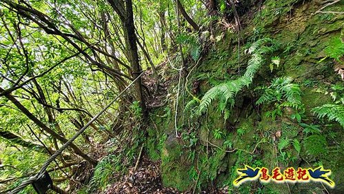 玉桂嶺山-伏獅山-竿蓁坑茶販古道-紫東‧東勢格產道O形 (19).jpg