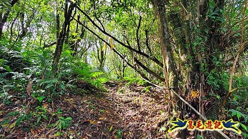 玉桂嶺山-伏獅山-竿蓁坑茶販古道-紫東‧東勢格產道O形 (24).jpg