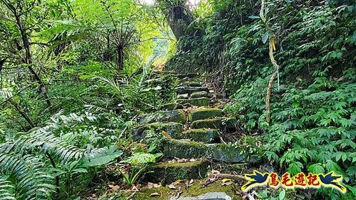 玉桂嶺山-伏獅山-竿蓁坑茶販古道-紫東‧東勢格產道O形 (38).jpg