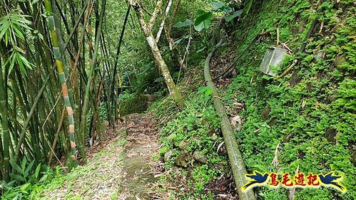 玉桂嶺山-伏獅山-竿蓁坑茶販古道-紫東‧東勢格產道O形 (44).jpg