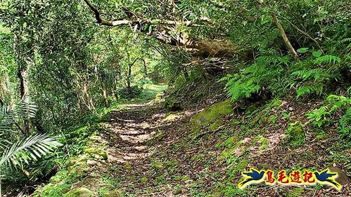 玉桂嶺山-伏獅山-竿蓁坑茶販古道-紫東‧東勢格產道O形 (46).jpg