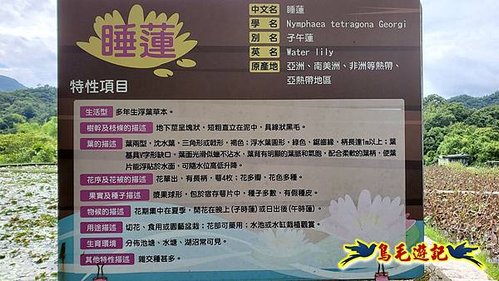 雙溪荷所在大王蓮睡蓮 (1).jpg