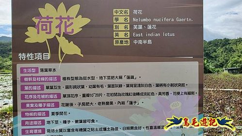 雙溪荷所在大王蓮睡蓮 (2).jpg