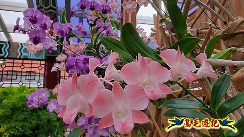 士林官邸天南星%26;秋石斛花卉展 (8).jpg